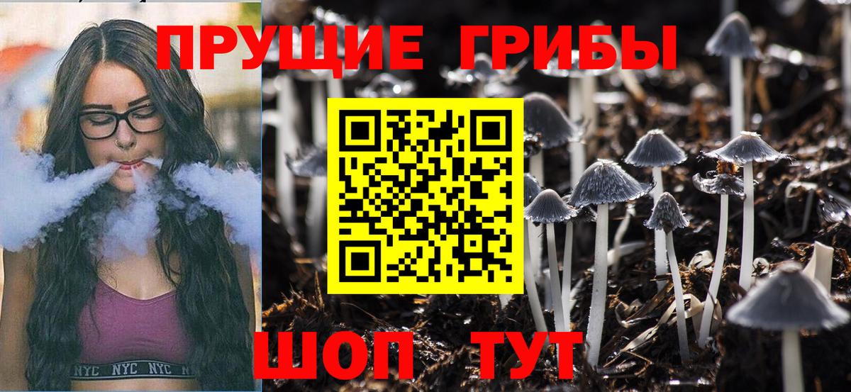 Галлюциногенные грибы Psilocybe Курчалой